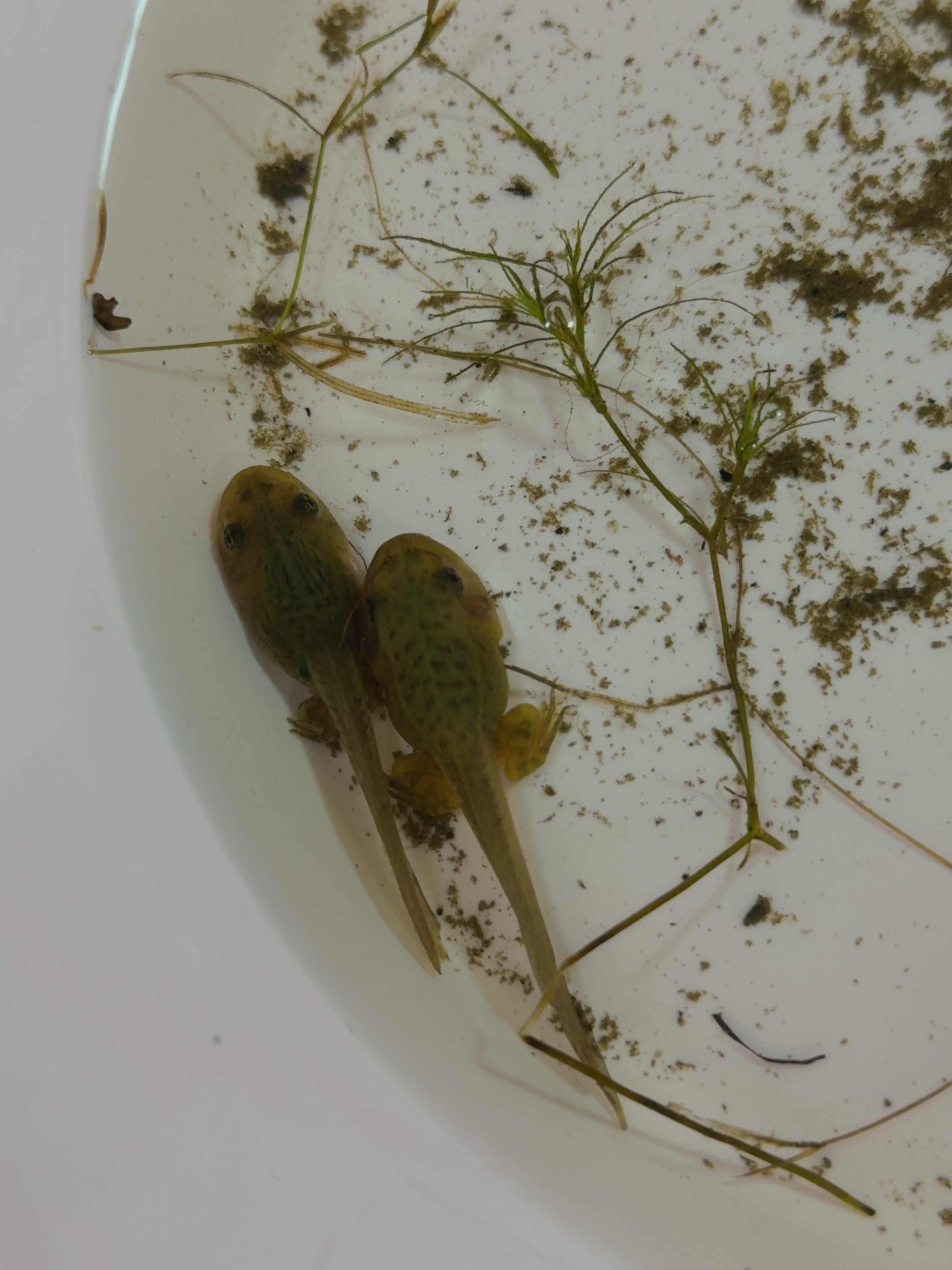 人生阶段来到：带孩子河边捞蝌蚪这个节点了...