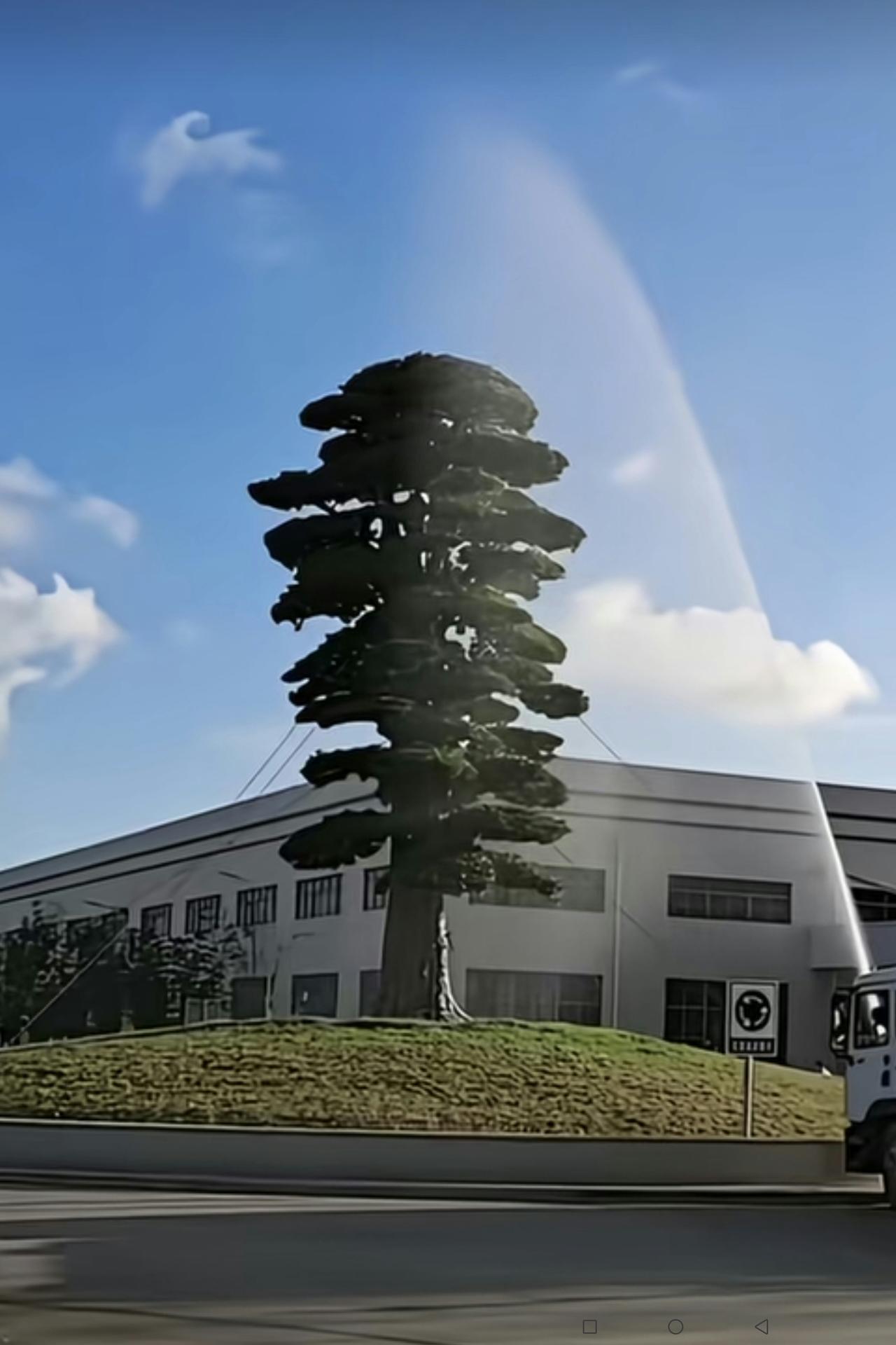 愚蠢的做法！为防台风把厂区内一棵价值1200万元的罗汉松吹倒，浙江台州温岭一家