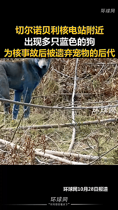 切尔诺贝利核电站附近现多只蓝色狗，为核事故后被遗弃宠物的后代。当年爆炸堆芯飞出来
