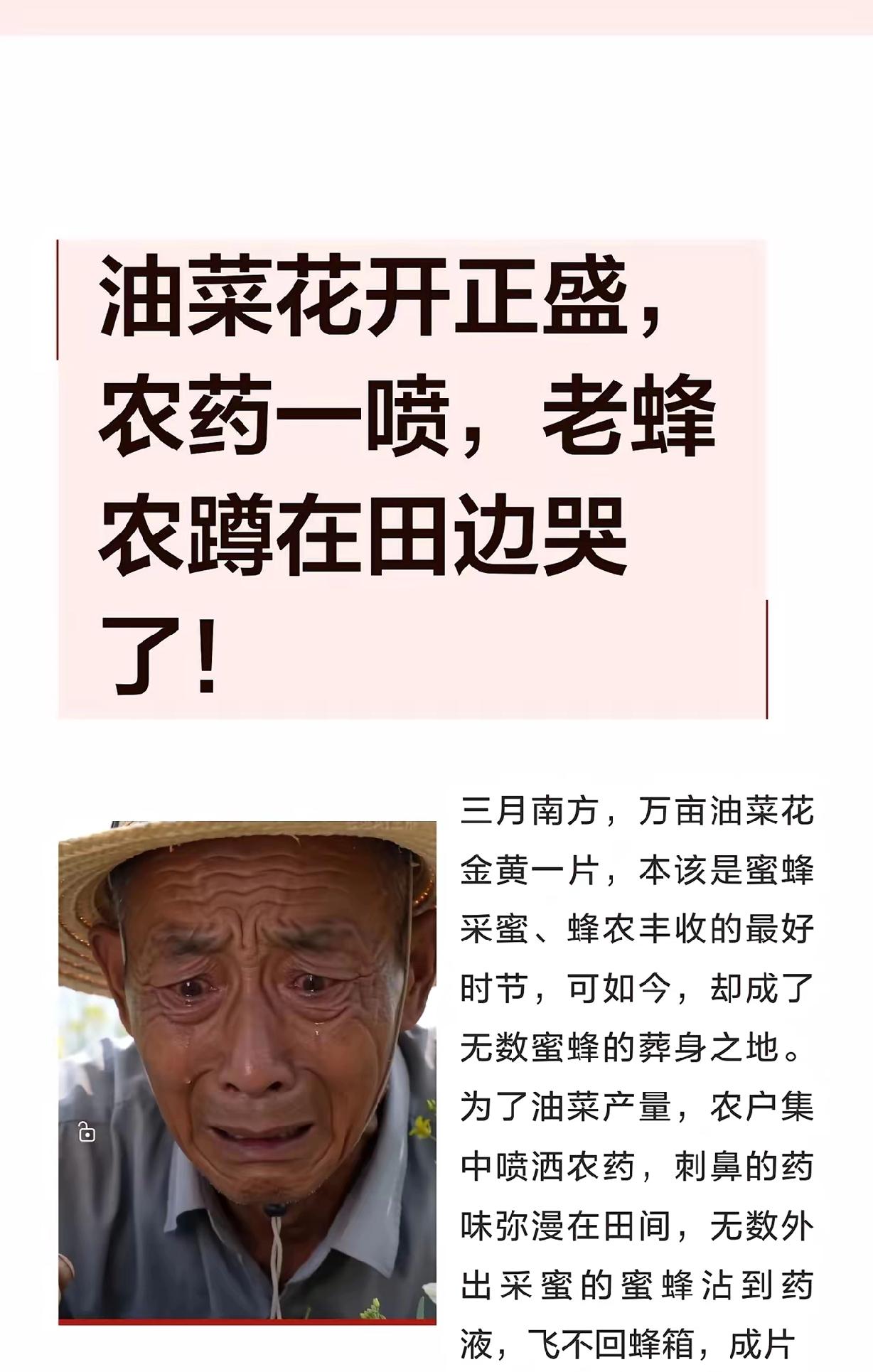 真敢喷！花期乱打药把蜜蜂往死里坑，害人害己还想躲？油菜花期乱喷药的离谱事越