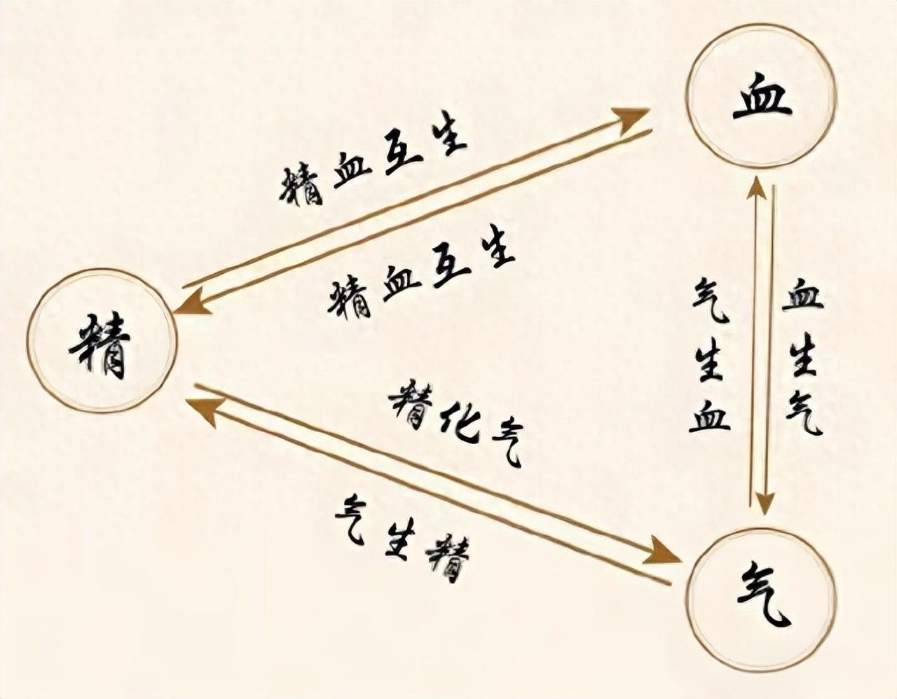 精血才是人身大药！一招补血生精、强肝固肾，精力从头涨到脚我是陈大夫，先放硬核安