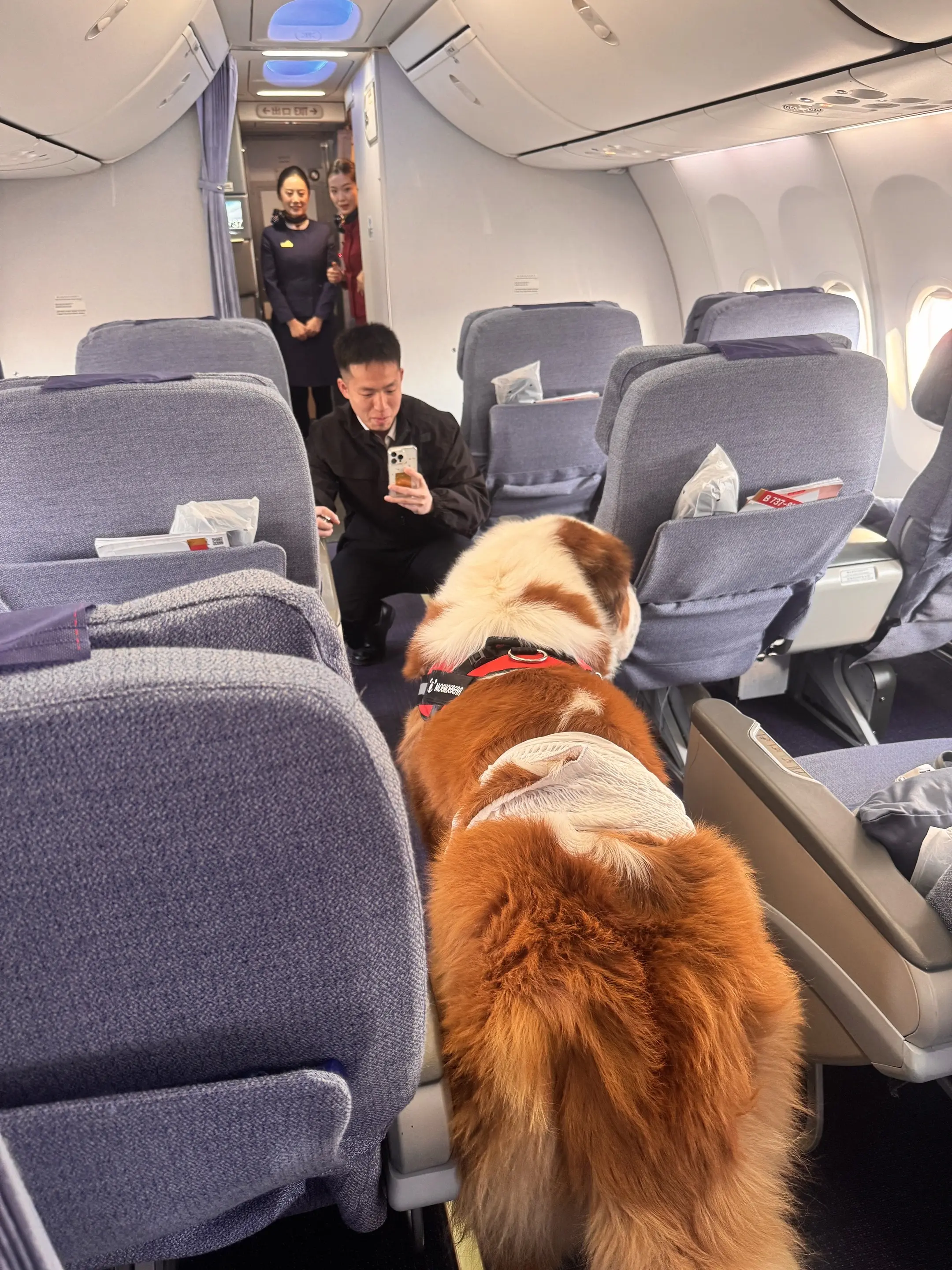 飞机上的显眼包。