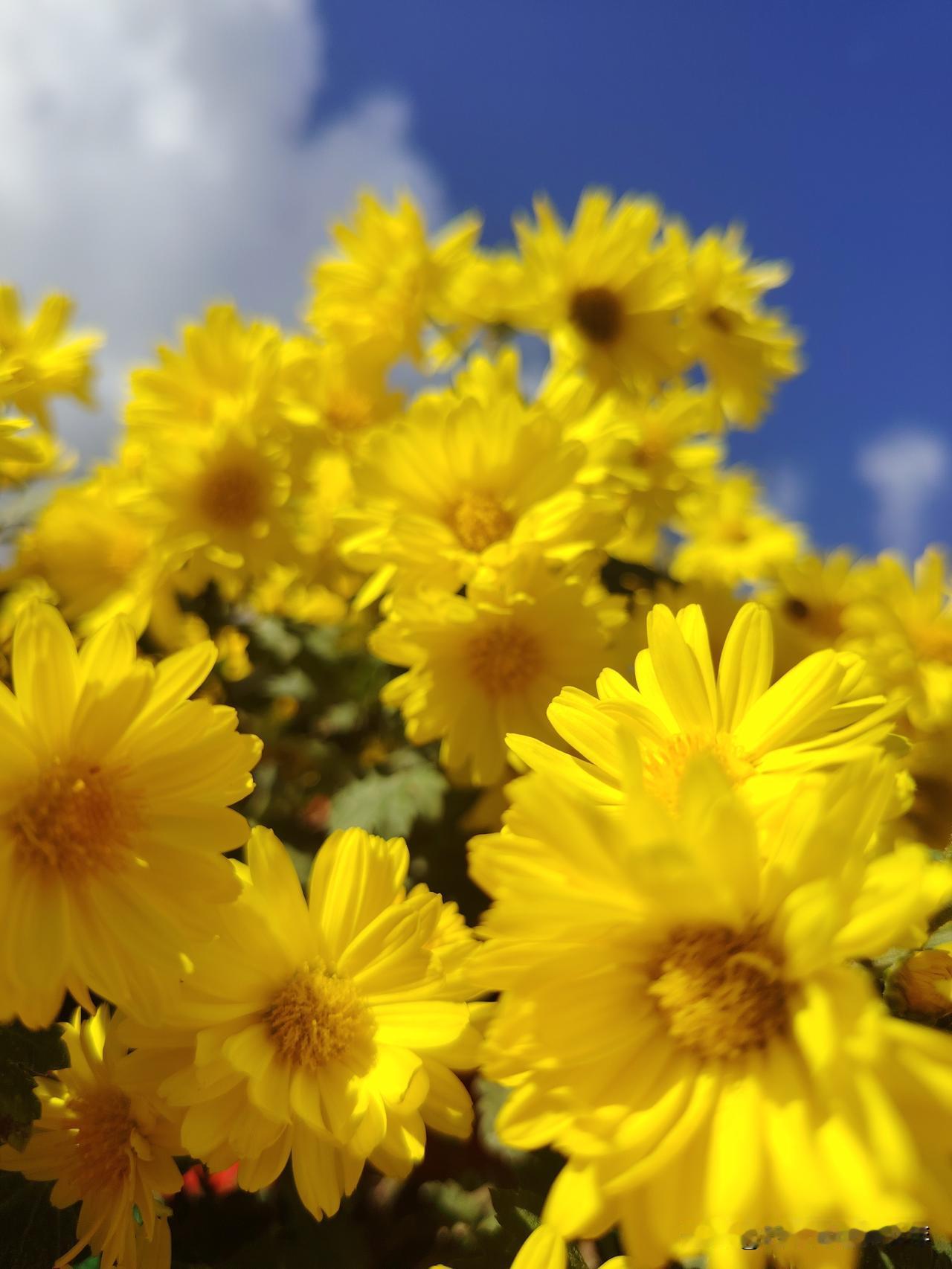 三五七言•重阳欢重阳节,数岁月,清饮相思酒,慢解过往愁。花开花落季节走,我