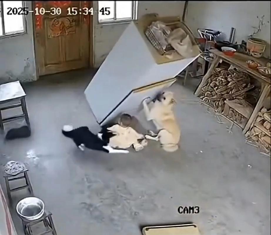 就在小孩被柜子压的前一秒，狗子猛的跑上去用尽全力上前挡住，另一只狗用嘴将孩子拖了