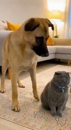 🔥猫届年度护妻名场面来了！看完直接被猫爸帅到失语！大黄你可真会挑时候啊！