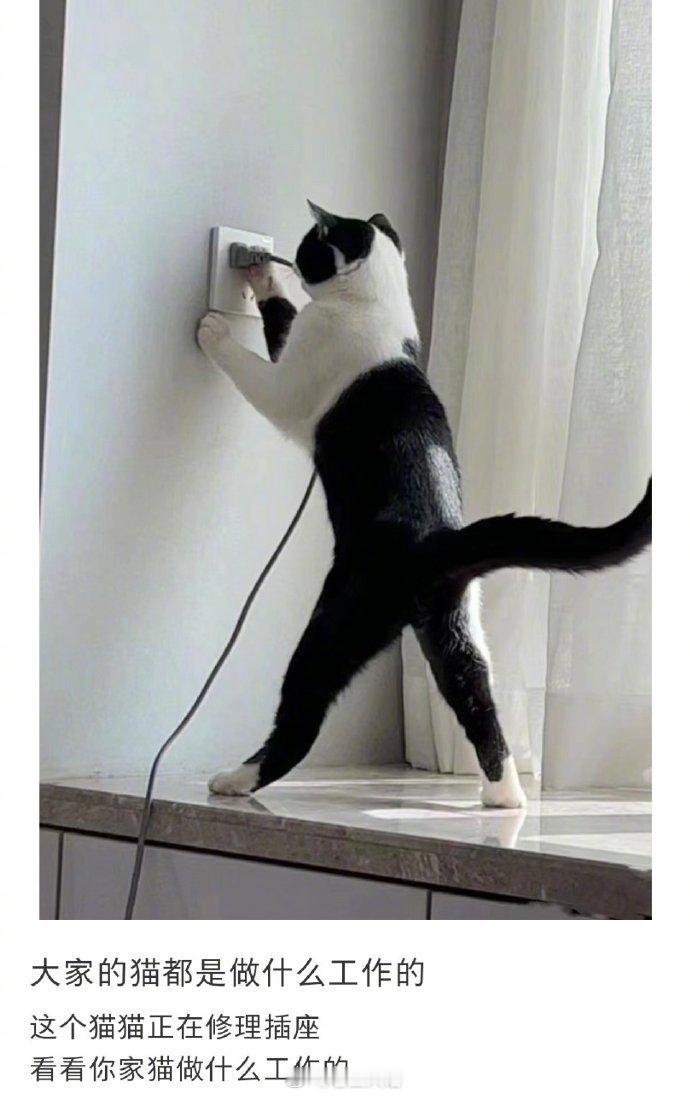 大家的猫都是做什么工作的​​​