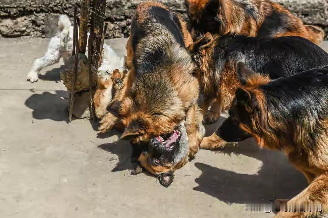 安徽濉溪，男子养了6条烈犬，因为他遛狗不拴绳，狗子随意排便等琐事和邻居闹了点矛盾
