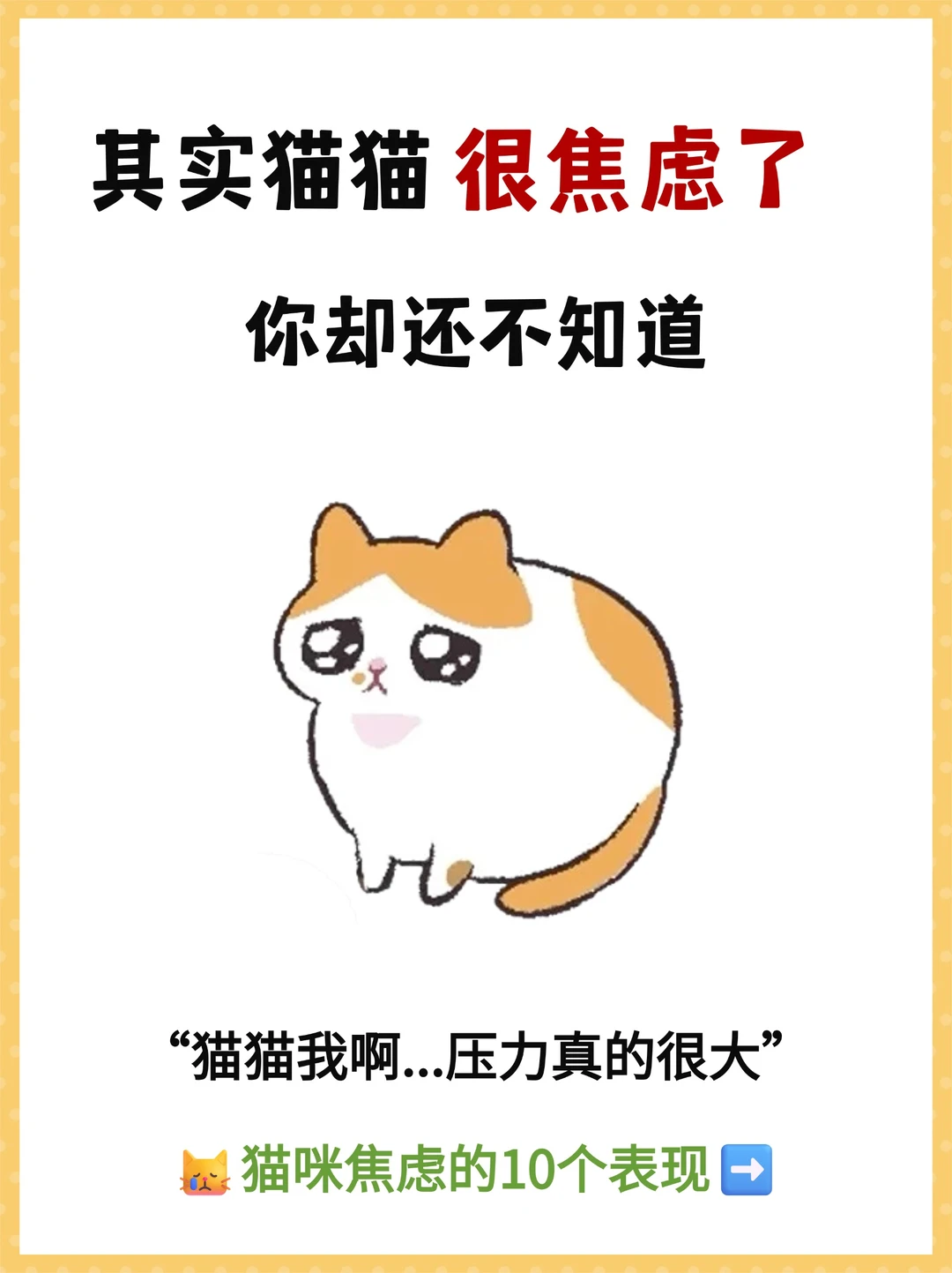 猫咪焦虑的10个表现‼️附缓解方式✔️