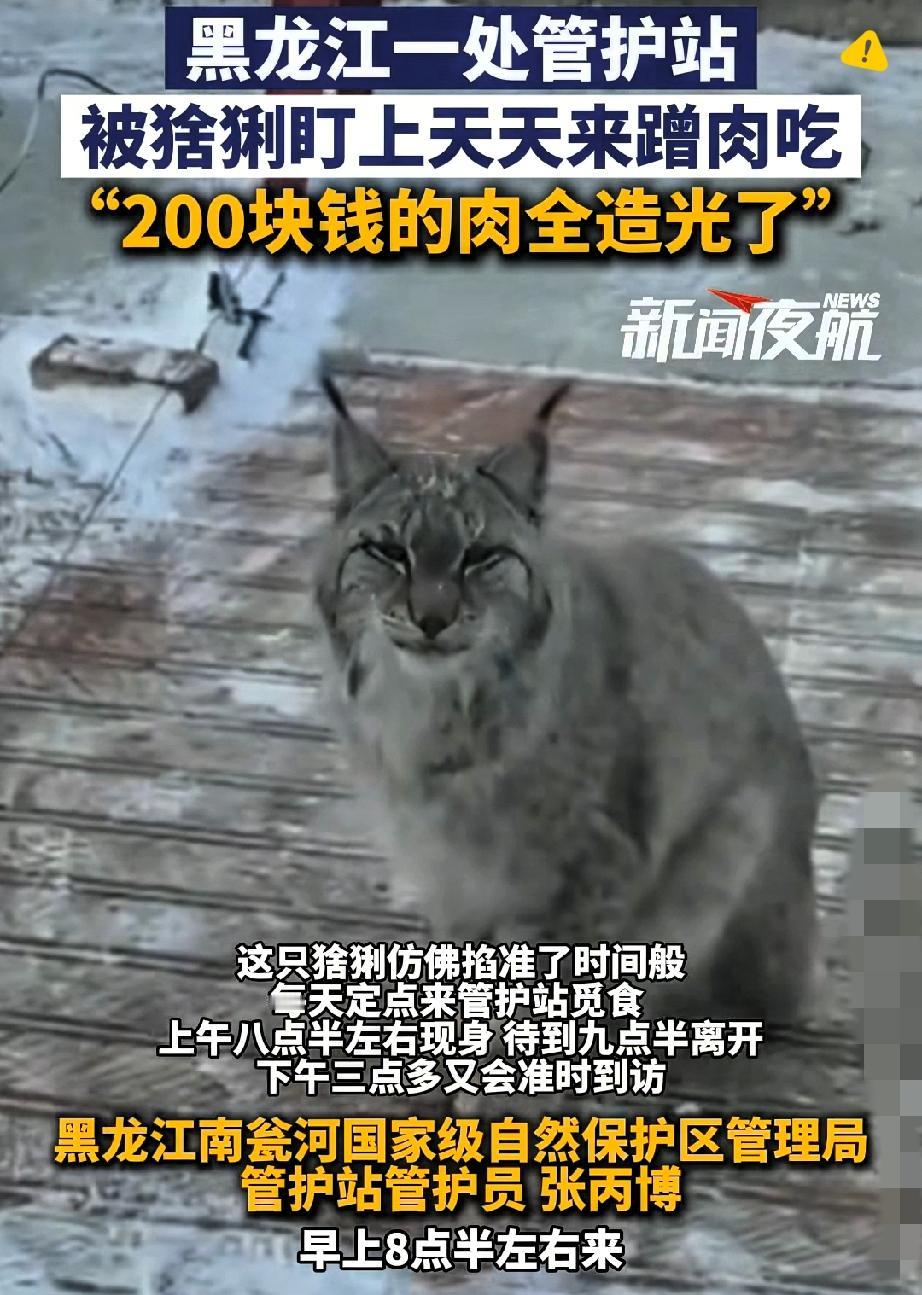大兴安岭检查站小哥投喂一次猞猁，竟被这猛兽赖上天天定点打卡，自己啃半月素，人家吃