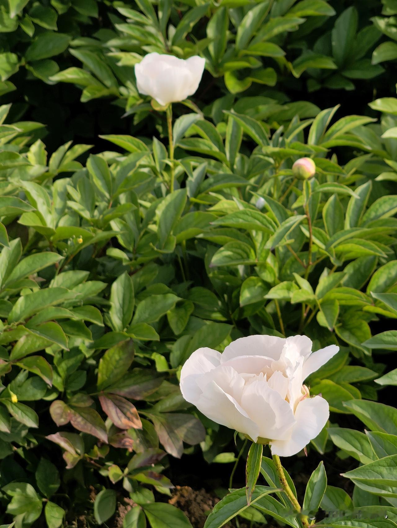 你知道为什么原本勤勤恳恳工作的人开始懈怠了？要知道，人都是追求正向反馈的，在