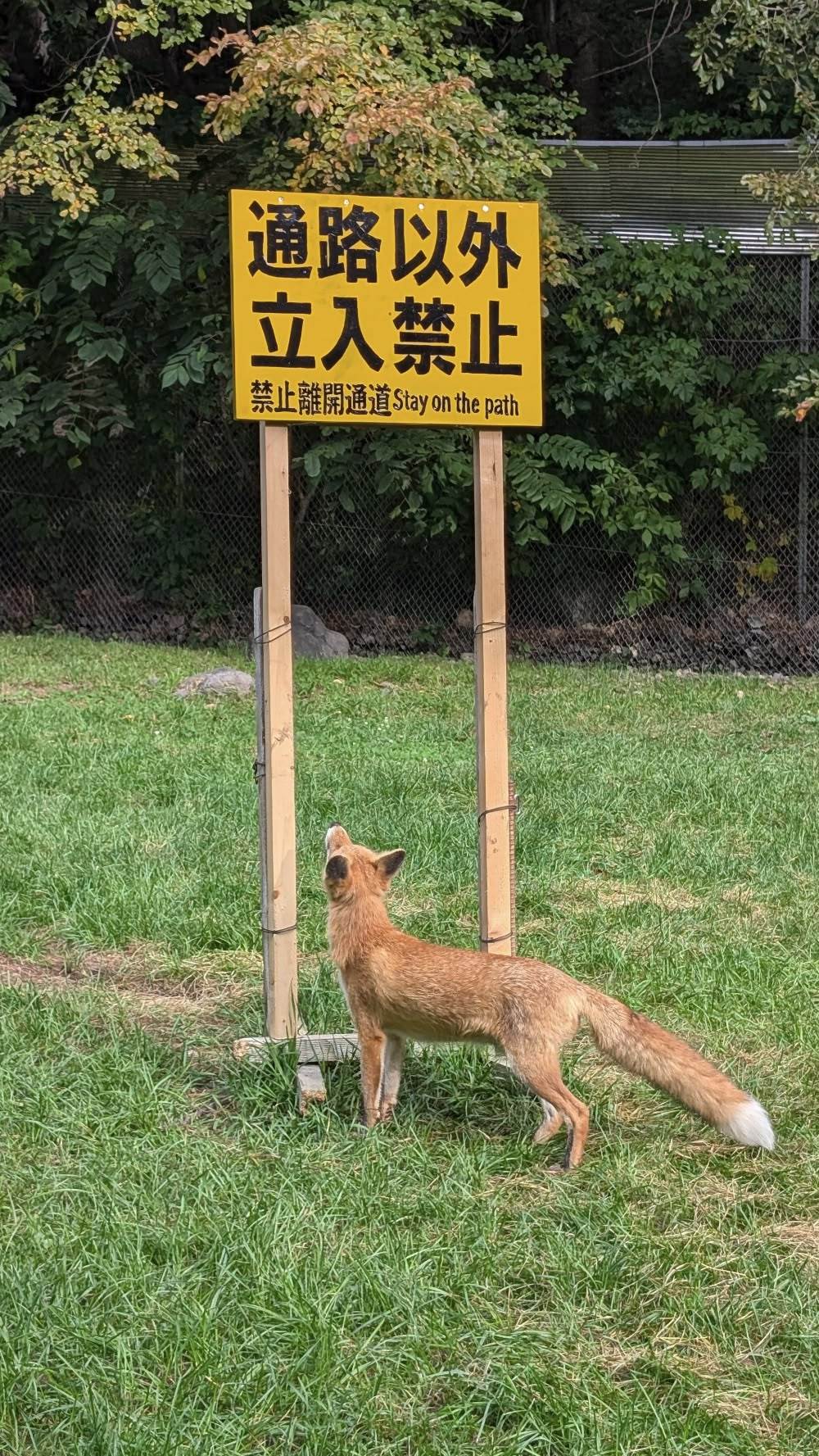 狐狸我趴着入​​​