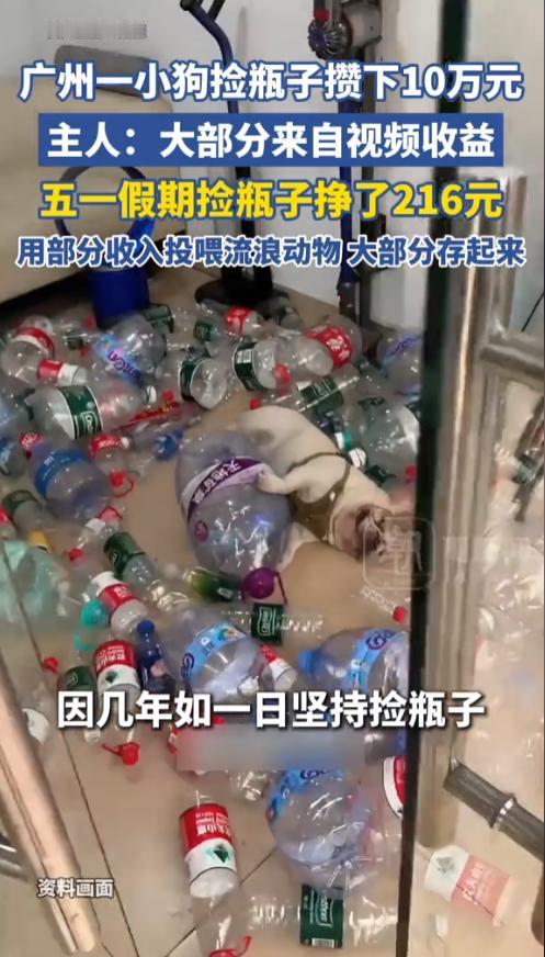 破防了！广州那只爱捡瓶子的法斗小狗，五一假期靠捡废品实打实赚了216元，而我躺了