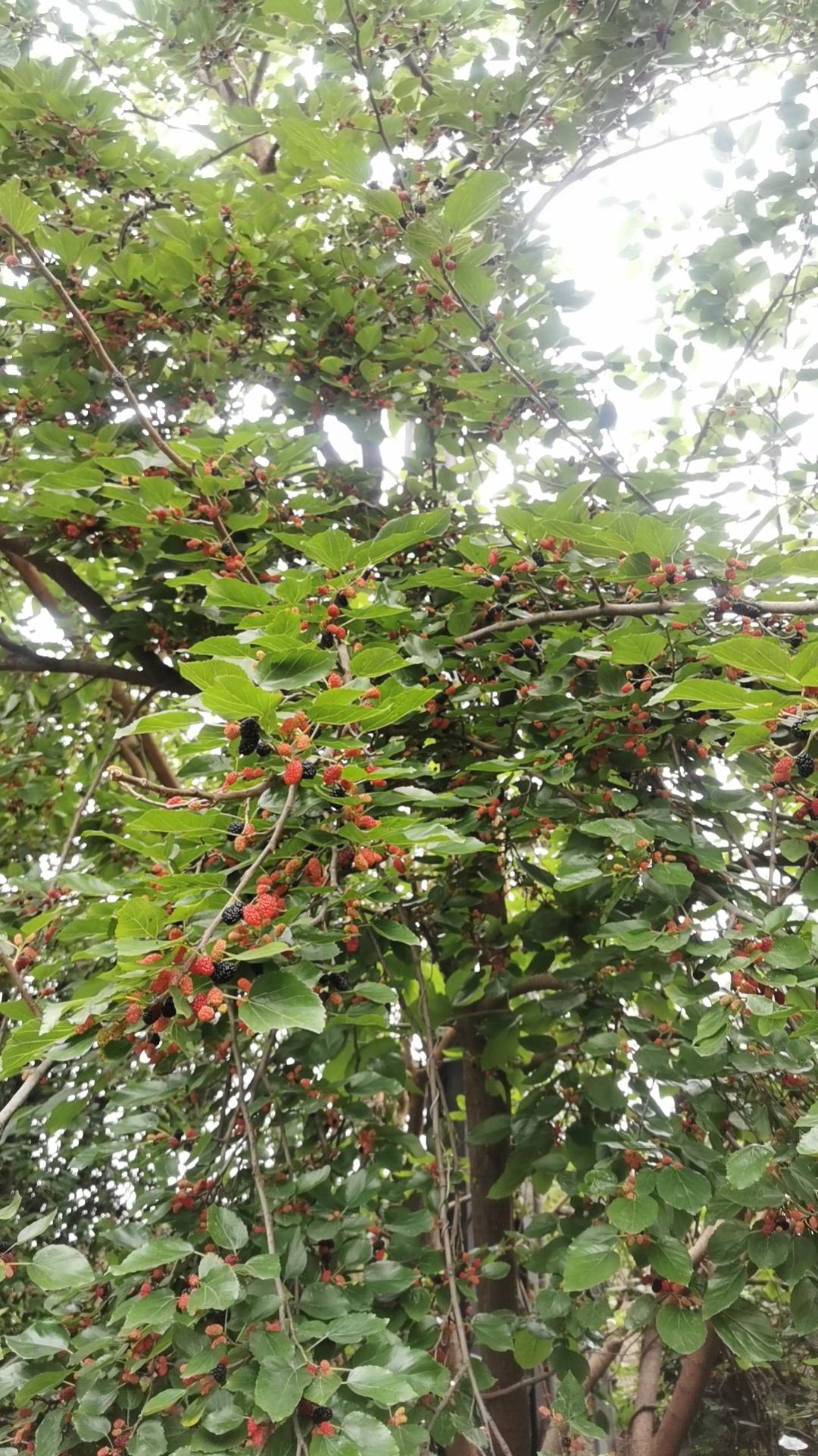 樱桃好吃树难栽。云南昆明周边许多地方都有樱桃树，像富民、安宁有专门种植的，给人们