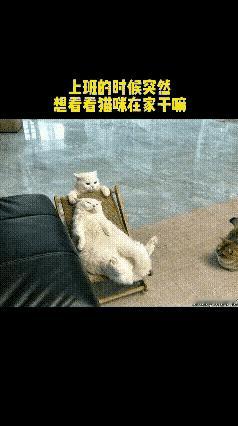 主人上班点开监控，当场羡慕自家猫的神仙生活打工人在外辛苦奔波，主人上班心里