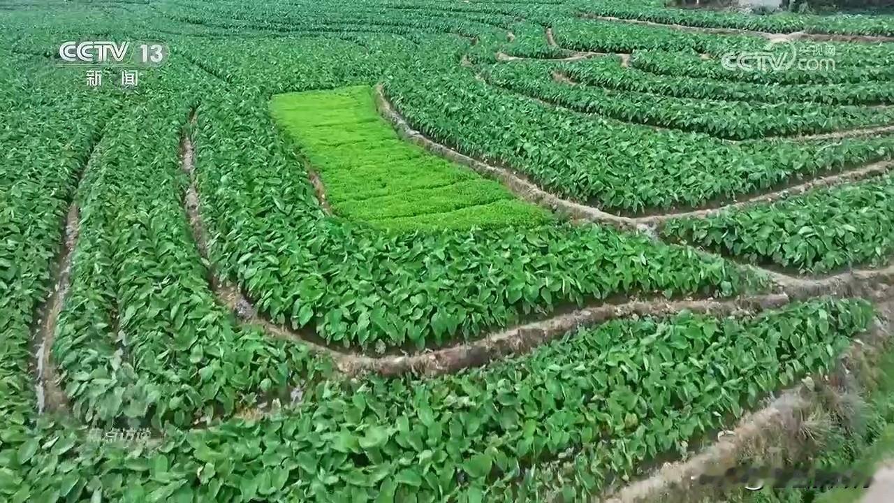央视曝光了湖南江华，虚报水稻种植面积弄虚作假的事情。当地实际种水稻约23.8万亩