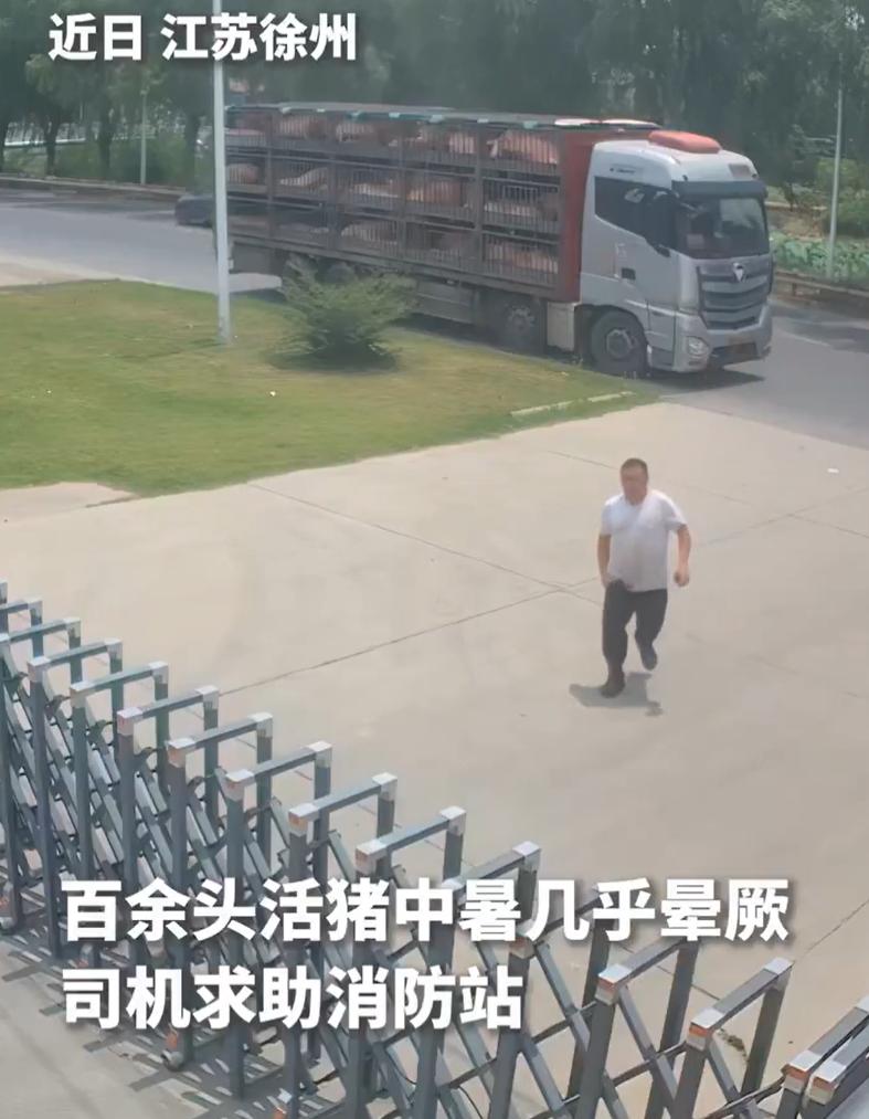 近日江苏省徐州市酷暑难耐，一辆运输生猪卡车上100多头猪出现中暑症状，好多已经不