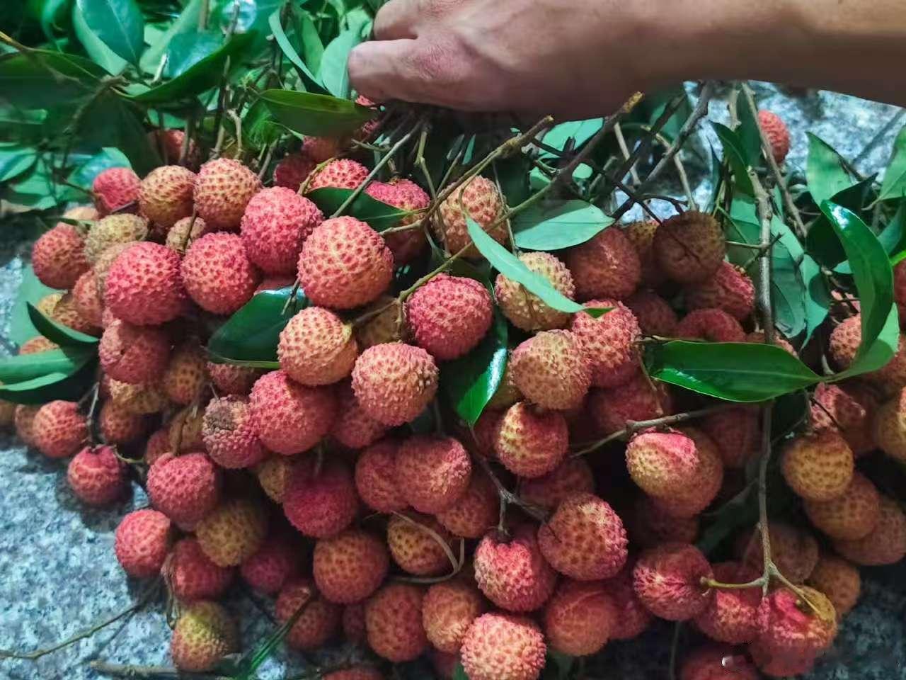 合江人的第1口荔枝全世界纬度最高的荔枝乡——合江，年降雨超1000毫米