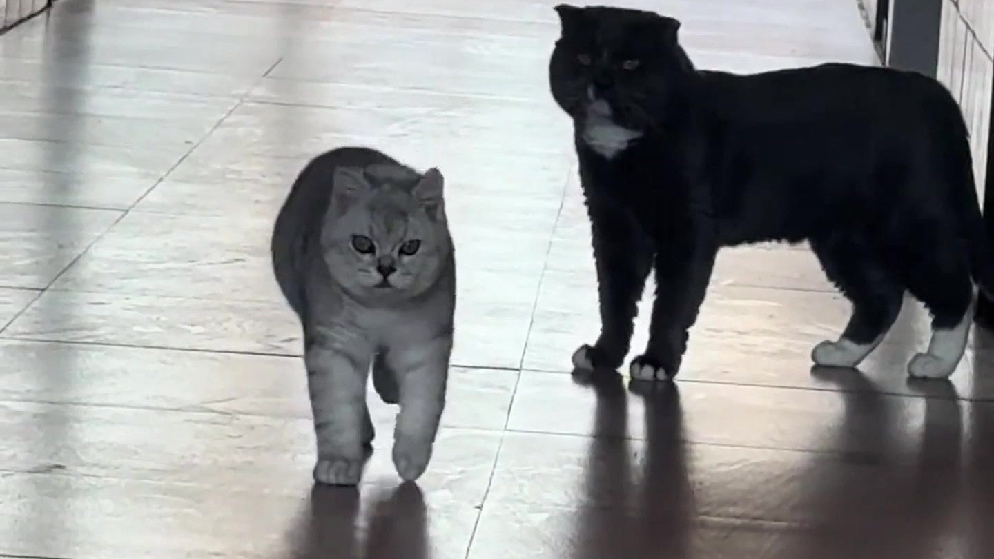 网友晒小猫走路搞笑视频：一板一眼太可爱！🐱 网友调侃猫妈妈没教它走路？