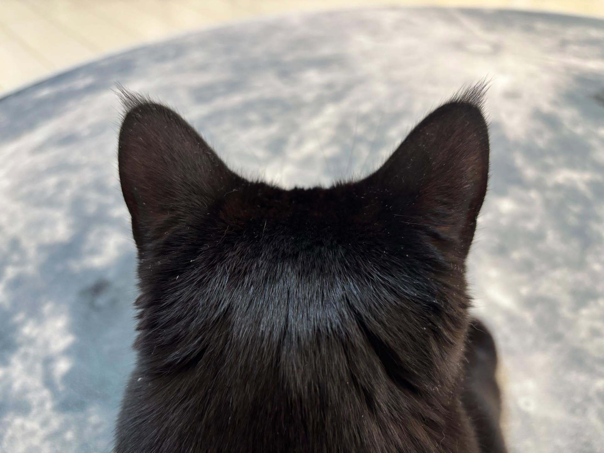 今日猫猫头meme​​​