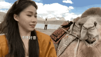 脾气这么好的骆驼，都能让妹子给碰到，这运气让人羡慕啊！