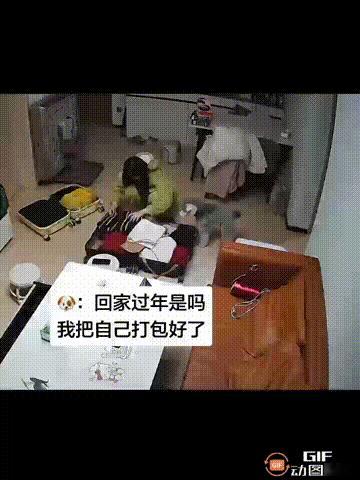 破防了！福建一名女子正在收拾行李，准备回家过年，谁料她刚走开一会，她养的小狗就自