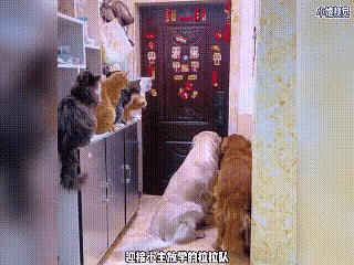 谁能拒绝这样的回家仪式感？视频里，几只猫咪整齐地卧在鞋柜上，耳朵警惕地听着门外的