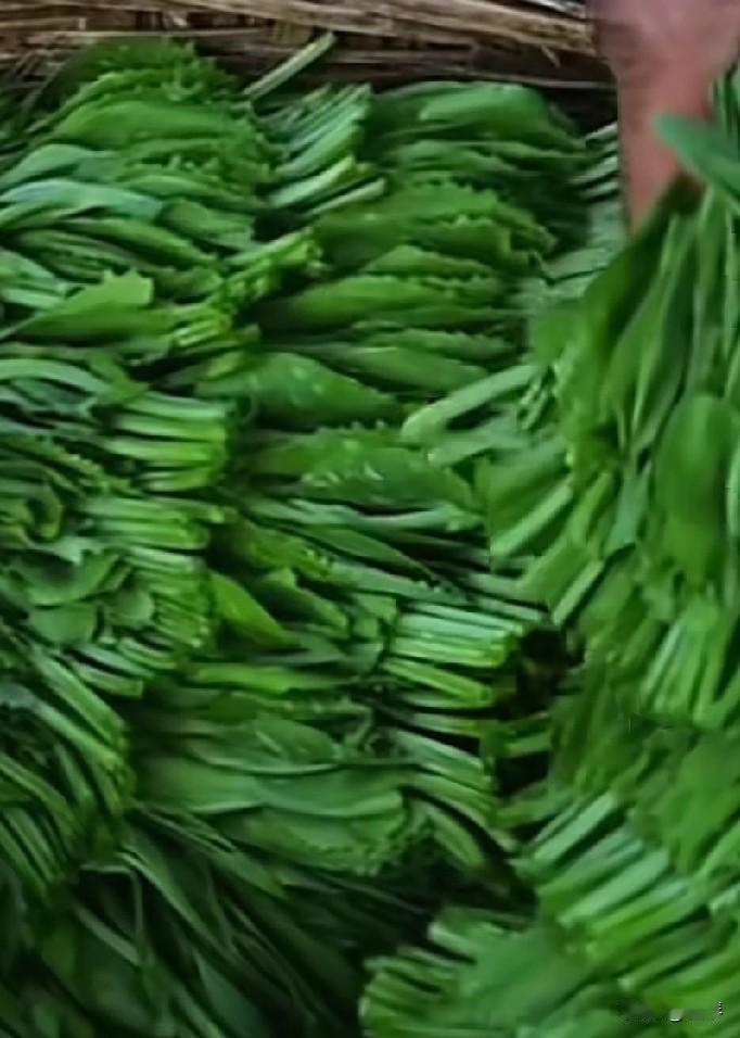 四川人的心头好“豌豆尖”又大量上市了，你们都会拿它来做哪些美食呢？我拿来做滑肉汤