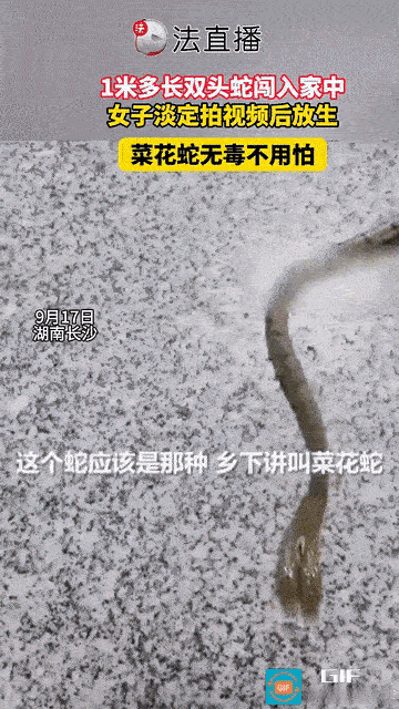 “太罕见了!”湖南长沙，一女子家中闯进一条双头蛇，1米多长，母亲好奇嘀咕：“怎