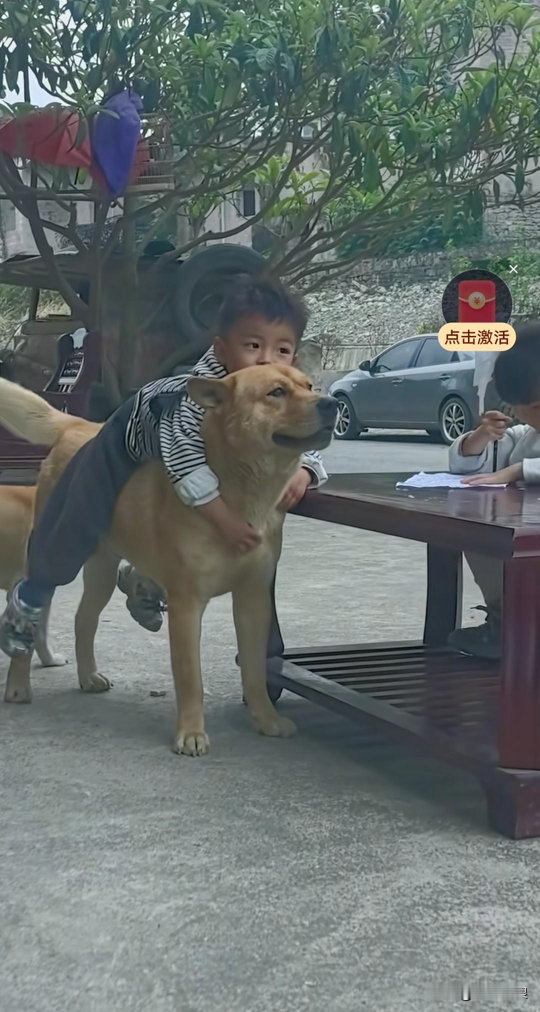 家里的大黄狗，常被小主人当成马骑。小主人趴在它背上，狗狗知道小主人年纪小，便处处