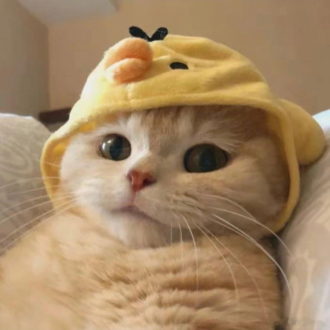 𝙒𝙚𝘾𝙝𝙖𝙩｜小猫咪头像​​​