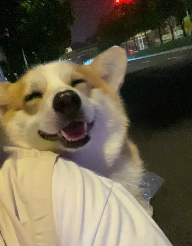 看出来了柯基喜欢做电动车！