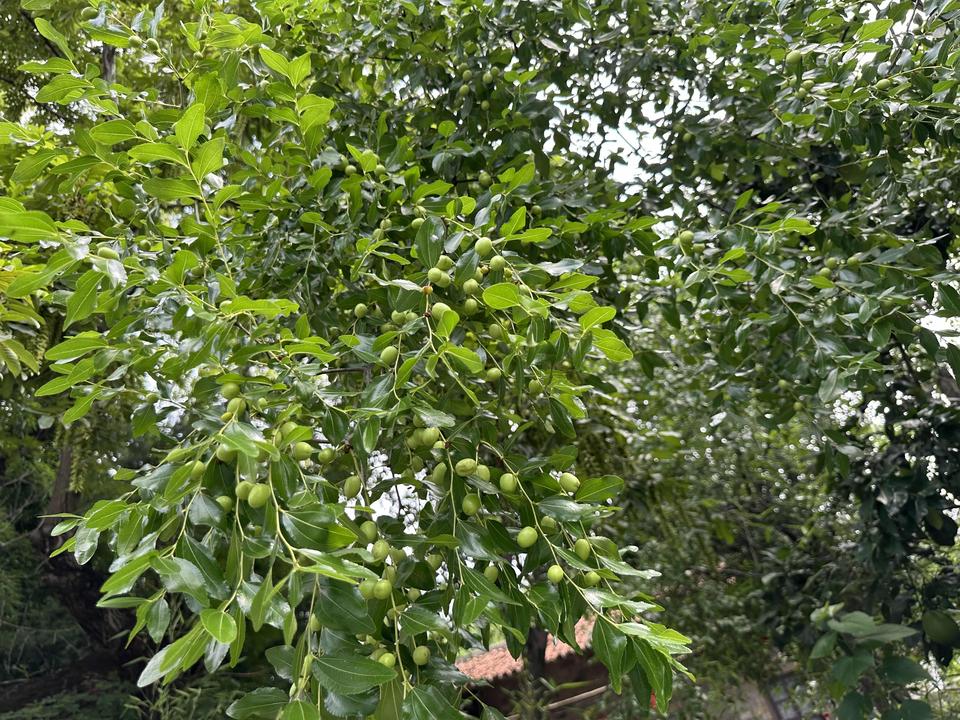 正在厨房里急急地准备午餐，门外传来几声敲门声，我走到门旁，询问：“谁呀？”没有回