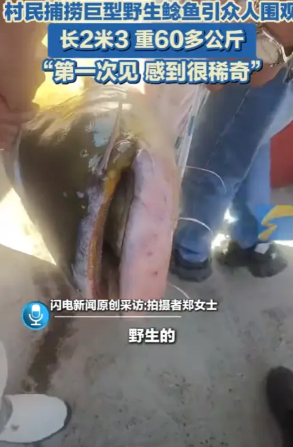 “活久见！”5月12日，新疆伊犁，一村民在河边钓鱼，竟然钓上来一条重达120多斤