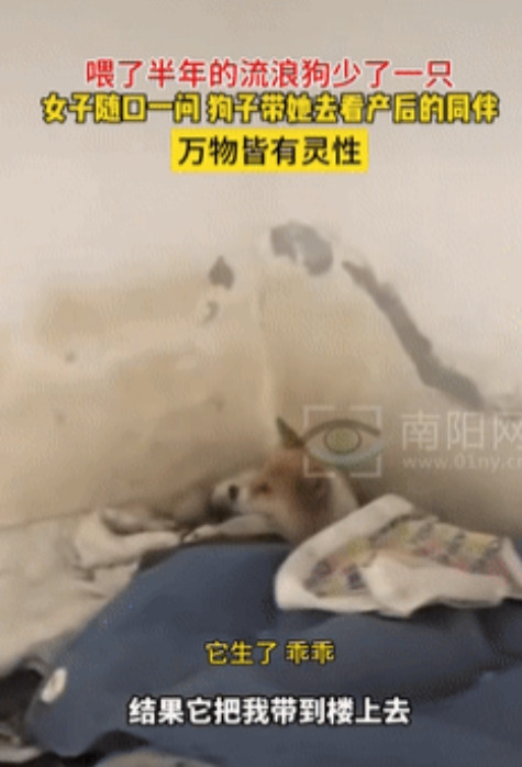 “万物皆有灵！”四川，女子经常喂养附近的2只流浪狗，某天再去投喂时，发现另外一只