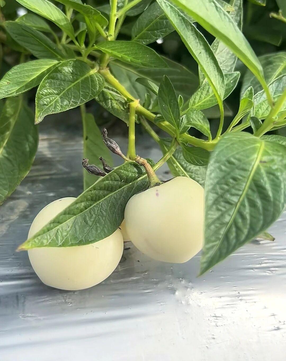 随拍绿色植物🌱这是什么东西？大部分人应该都不认识吧日常植物摄影小众宝藏植物