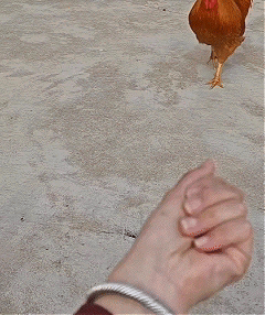 出乎意料了，湖北，一女子将两条虫喂给家里一只公鸡吃，本以为公鸡过来后，会眼都不眨