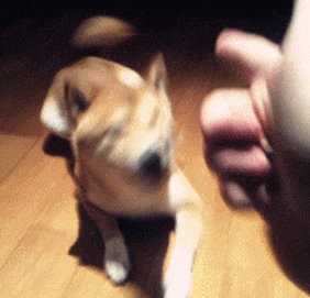 爆笑GIF: 虽然你违规停车了, 但是我没有违规走路啊