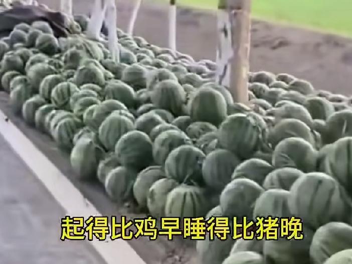 近日河南许昌，一32岁女子说自己家里100多个棚的西瓜，5分钱一斤都卖不出去，烂
