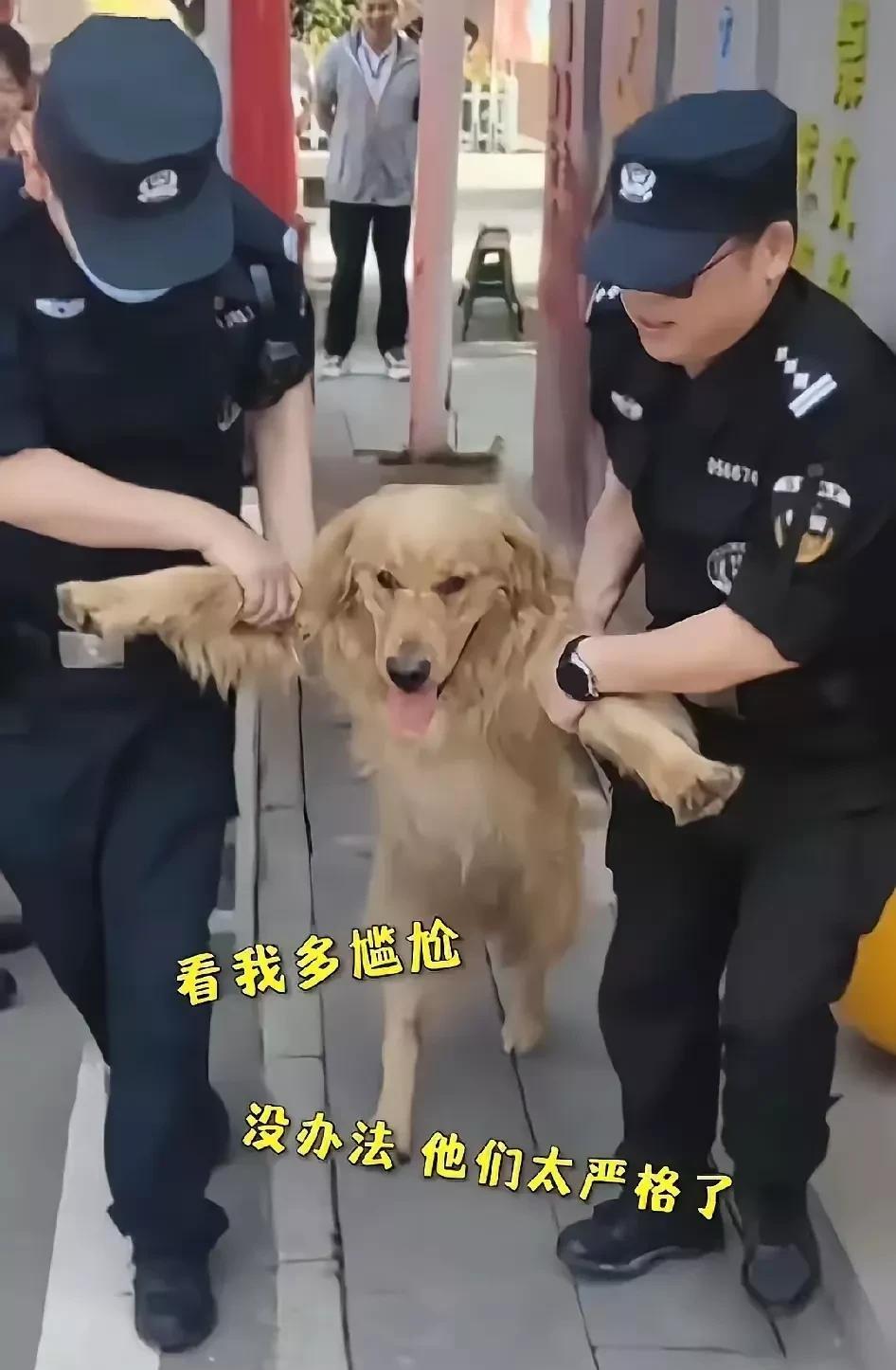 6月8日，大金毛寻着气味冲进考场寻找小主人，看到监考老师正在发试卷，它汪汪叫着也