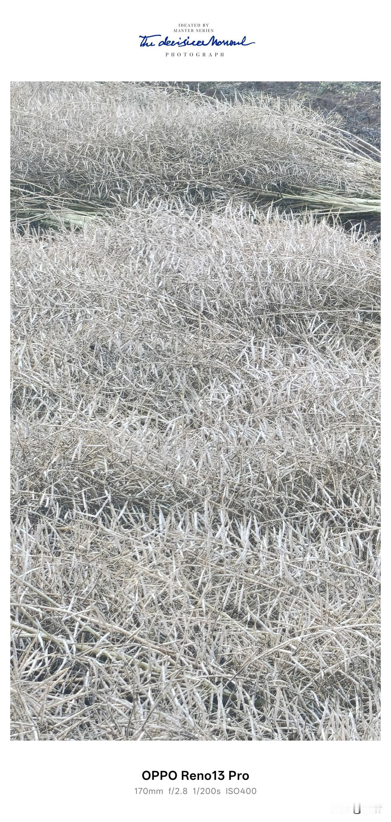 趁着这几日的好太阳，老家地里的油菜籽也到了最关键的收尾时刻。前些天砍倒铺在