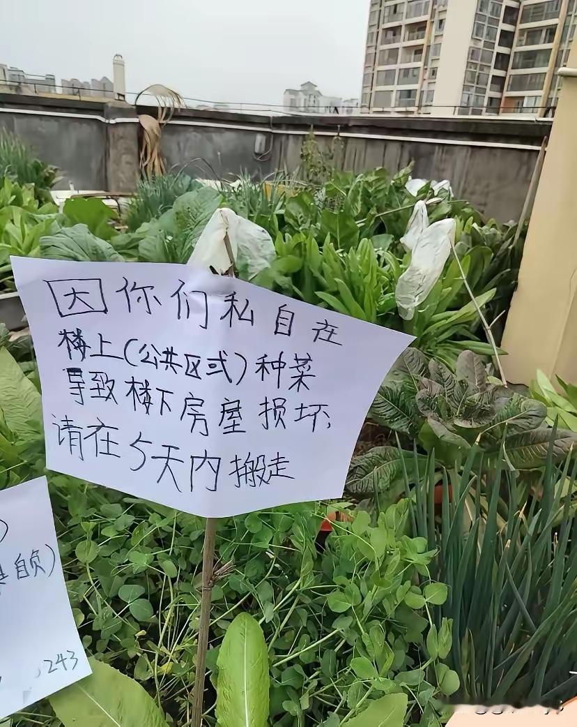 楼顶种菜是不是你管的有点宽了。