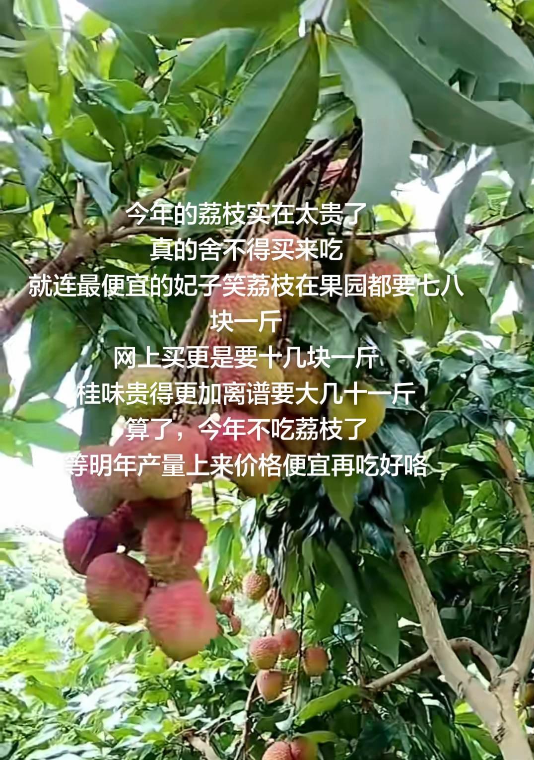 今年的荔枝实在太贵了真的舍不得买来吃就连最便宜的妃子笑荔枝在果园都要七八块一