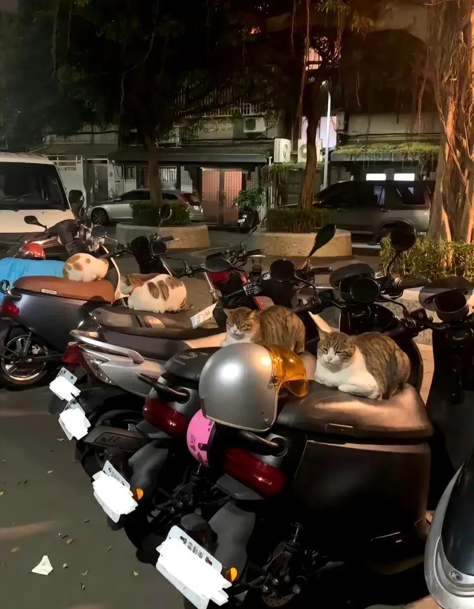 半夜人们睡着了以后，猫师傅们就紧锣密鼓的出来跑摩的了。