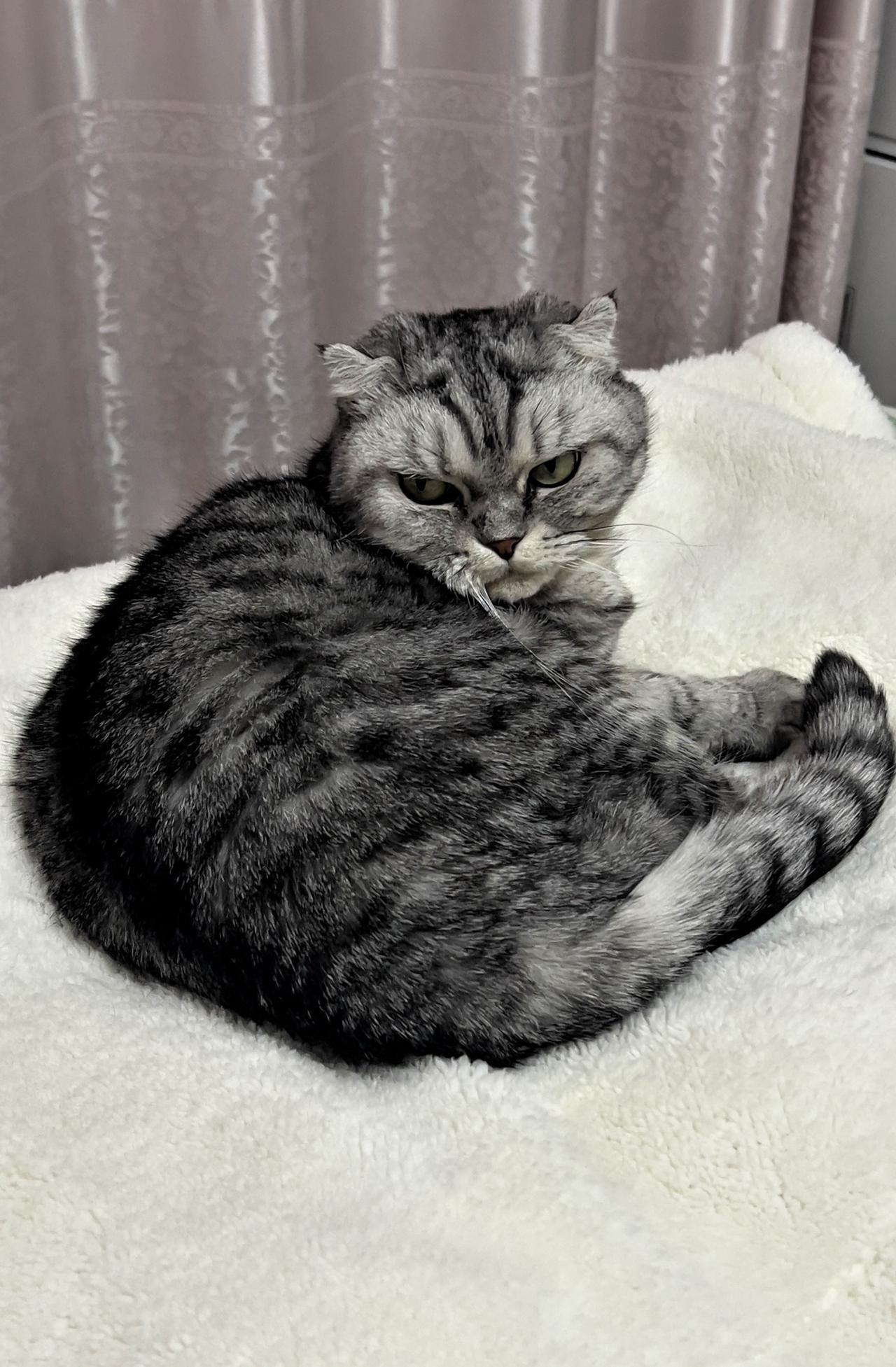 你家的猫咪养了几年?我家猫咪养了十一年多了，它是我们家里的重要成员之一，它和我