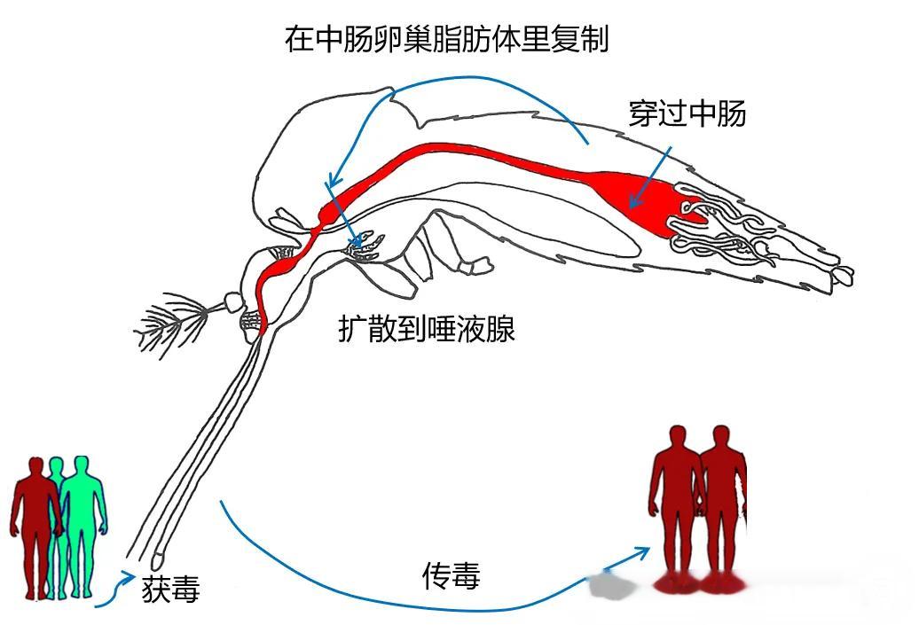 【谁是地球上最致命的动物？】每年能“杀死”近百万人？到底什么动物这么可怕？是大白