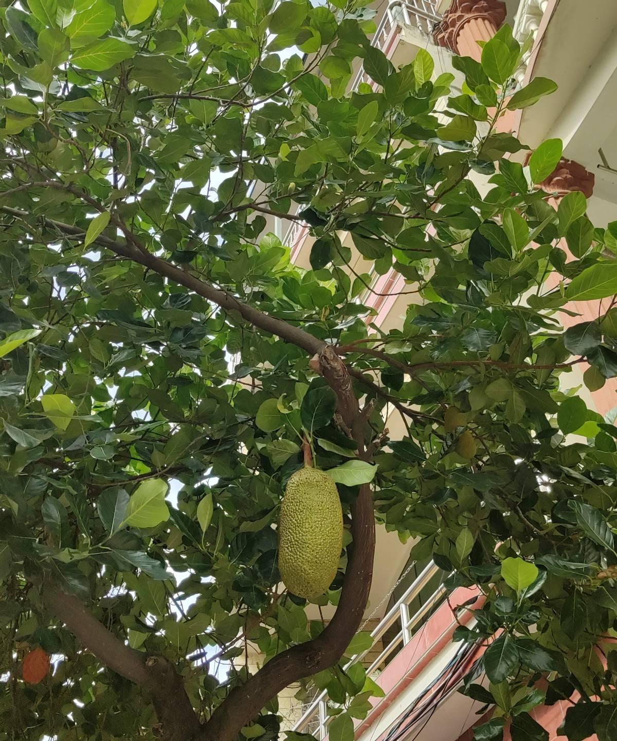 刷到个网友发视频，说去三亚玩了一周，回来就想买房。之前他还吐槽三亚夏天热台风多