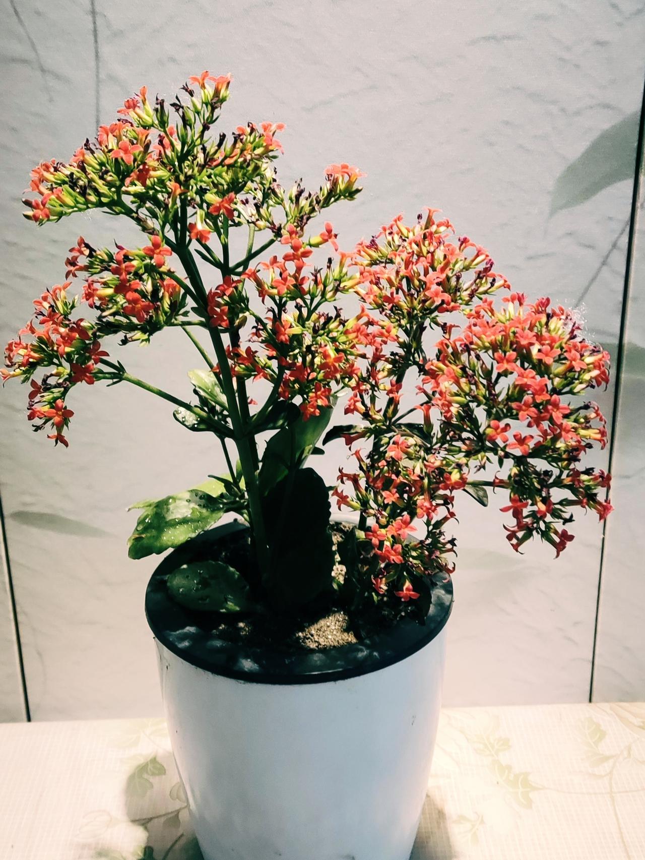 王姐的儿女很有出息，每次都到处瞎显摆，儿子进了好单位，赚了大钱，女儿也是博士，自