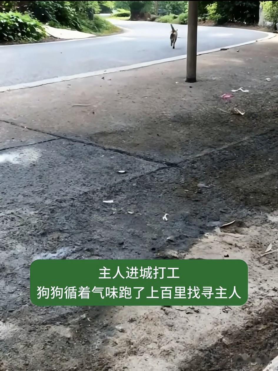泪目了！这真的是一只忠诚的狗狗，主人进城打工，狗狗居然循着气味跑了上百里寻找主人