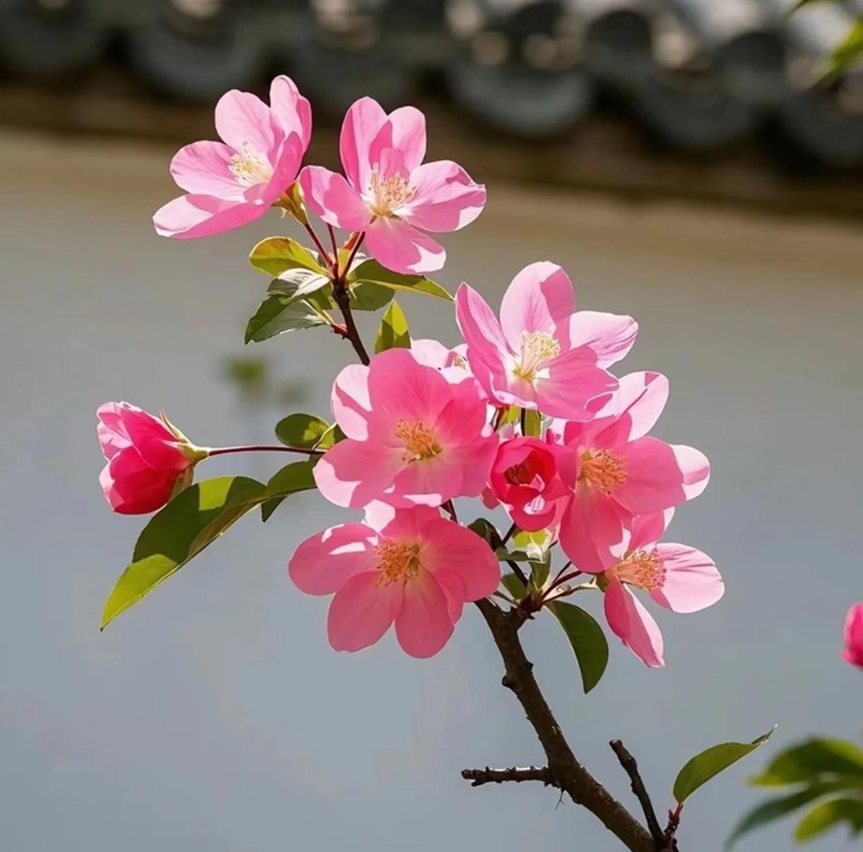 儿媳妇说不愿意和婆婆住在一起，其实，婆婆更不愿意和儿媳妇住在一起。儿媳妇每天