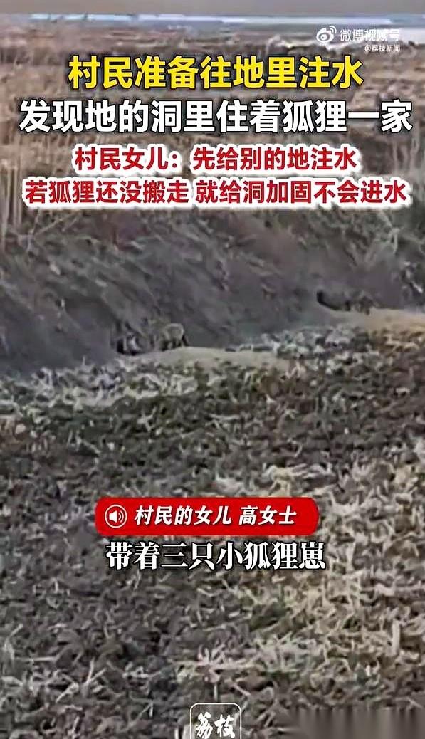 黑龙江佳木斯，老高正准备往地里灌大水，抽水泵已经突突响了。就在水头要往田埂里钻